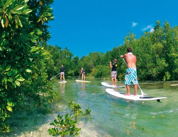 Mangrove Tour.