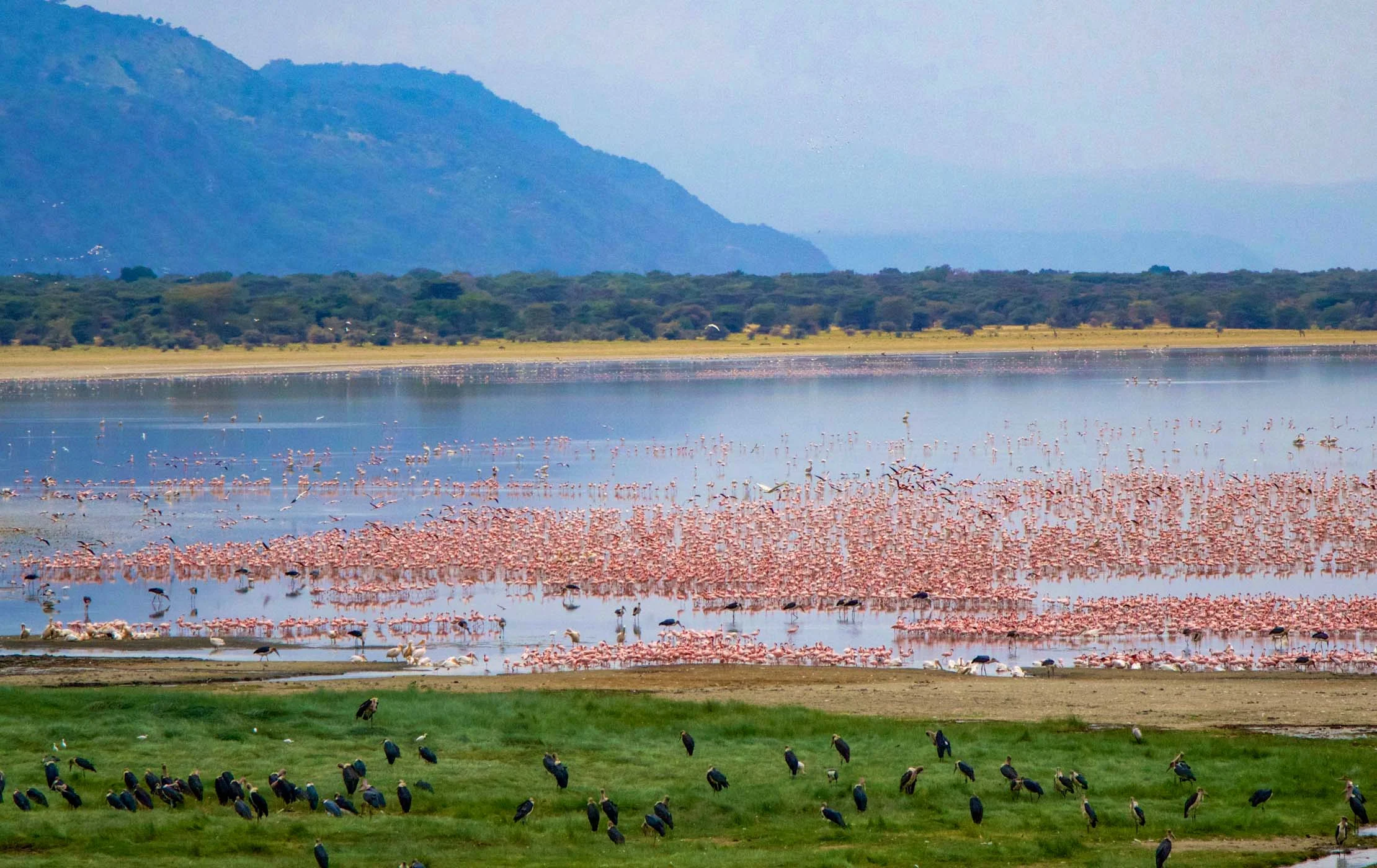 Lake Manyara Safari